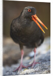Variable Oystercatcher by Anonymous