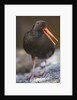 Variable Oystercatcher by Anonymous