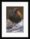 Variable Oystercatcher by Anonymous
