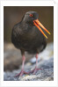 Variable Oystercatcher by Anonymous