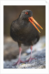 Variable Oystercatcher by Anonymous