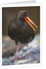 Variable Oystercatcher by Anonymous