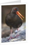 Variable Oystercatcher by Anonymous