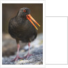 Variable Oystercatcher by Anonymous