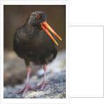 Variable Oystercatcher by Anonymous