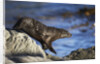 New Zealand Fur Seal by Anonymous