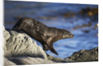 New Zealand Fur Seal by Anonymous