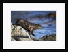 New Zealand Fur Seal by Anonymous