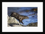 New Zealand Fur Seal by Anonymous