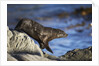 New Zealand Fur Seal by Anonymous