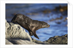 New Zealand Fur Seal by Anonymous