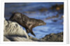 New Zealand Fur Seal by Anonymous