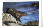 New Zealand Fur Seal by Anonymous