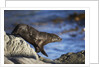 New Zealand Fur Seal by Anonymous
