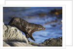 New Zealand Fur Seal by Anonymous