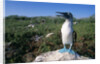 Blue Footed Boobie in Galapagos Islands National Park by Anonymous
