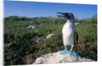 Blue Footed Boobie in Galapagos Islands National Park by Anonymous