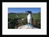 Blue Footed Boobie in Galapagos Islands National Park by Anonymous