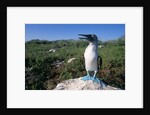 Blue Footed Boobie in Galapagos Islands National Park by Anonymous