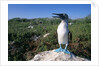 Blue Footed Boobie in Galapagos Islands National Park by Anonymous