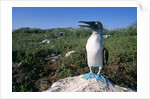 Blue Footed Boobie in Galapagos Islands National Park by Anonymous