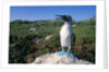 Blue Footed Boobie in Galapagos Islands National Park by Anonymous