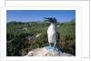 Blue Footed Boobie in Galapagos Islands National Park by Anonymous