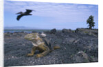 Land Iguana in Galapagos Islands National Park by Anonymous