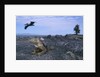 Land Iguana in Galapagos Islands National Park by Anonymous