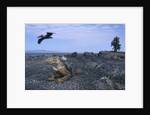 Land Iguana in Galapagos Islands National Park by Anonymous