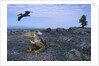 Land Iguana in Galapagos Islands National Park by Anonymous