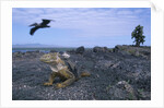 Land Iguana in Galapagos Islands National Park by Anonymous