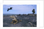 Land Iguana in Galapagos Islands National Park by Anonymous