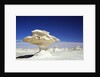 Limestone Formations in the Libyan Desert by Anonymous