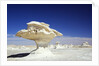 Limestone Formations in the Libyan Desert by Anonymous