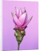 Pink Curcuma Flower by Anonymous