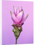 Pink Curcuma Flower by Anonymous
