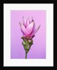 Pink Curcuma Flower by Anonymous