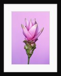 Pink Curcuma Flower by Anonymous