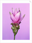 Pink Curcuma Flower by Anonymous
