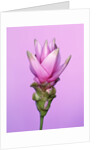 Pink Curcuma Flower by Anonymous