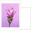 Pink Curcuma Flower by Anonymous