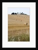 Bales of Hay on Tuscan Farm by Anonymous