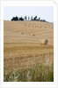 Bales of Hay on Tuscan Farm by Anonymous
