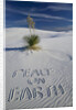 Peace On Earth Written in Sand by Anonymous