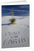 Peace On Earth Written in Sand by Anonymous