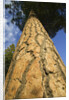 Pine Tree Trunk by Anonymous