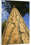 Pine Tree Trunk by Anonymous