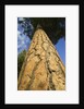 Pine Tree Trunk by Anonymous