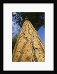 Pine Tree Trunk by Anonymous